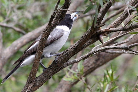 Grey Butcherbird (Cracticus torquatus)